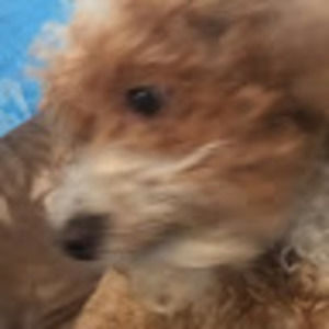 Meet your Posher, Sean